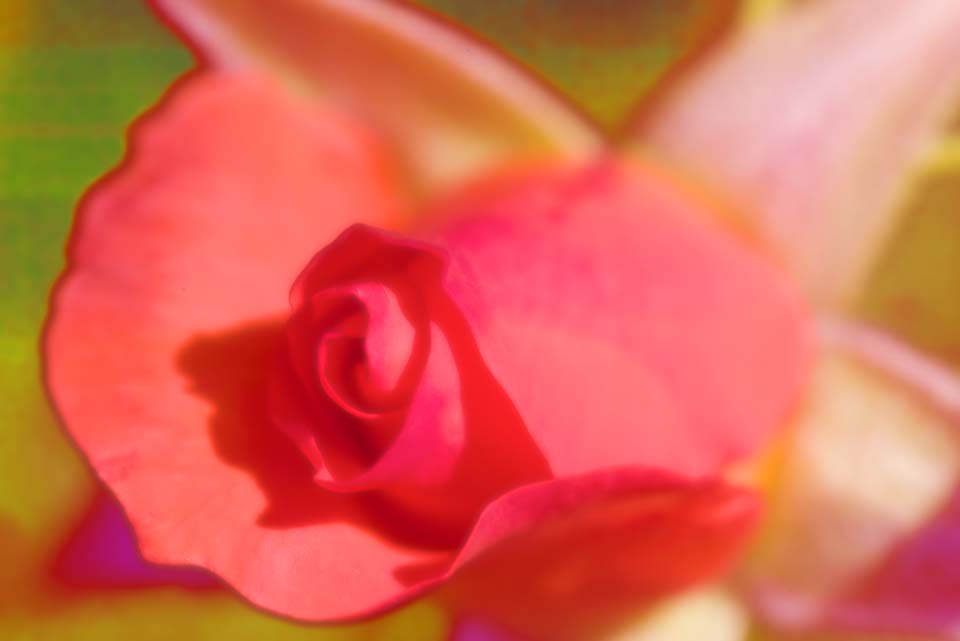 Foto, materiell, befreit, Landschaft, Bild, hat Foto auf Lager,Eine Phantasie einer Rose, Rose, , , 