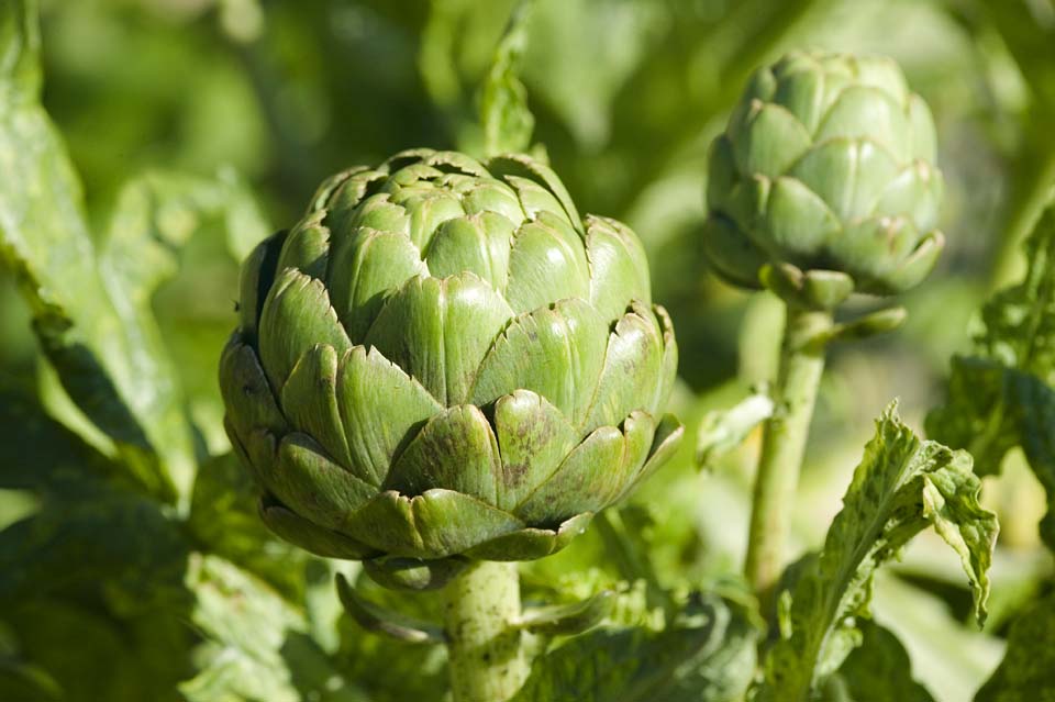 foto,tela,gratis,paisaje,fotografa,idea,Una alcachofa, Alcachofa, Verduras, Flor, Soy verde