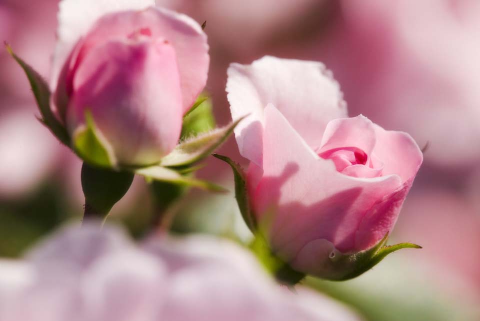 ゆんフリー写真素材集 No 3025 ピンクのバラ 日本 東京