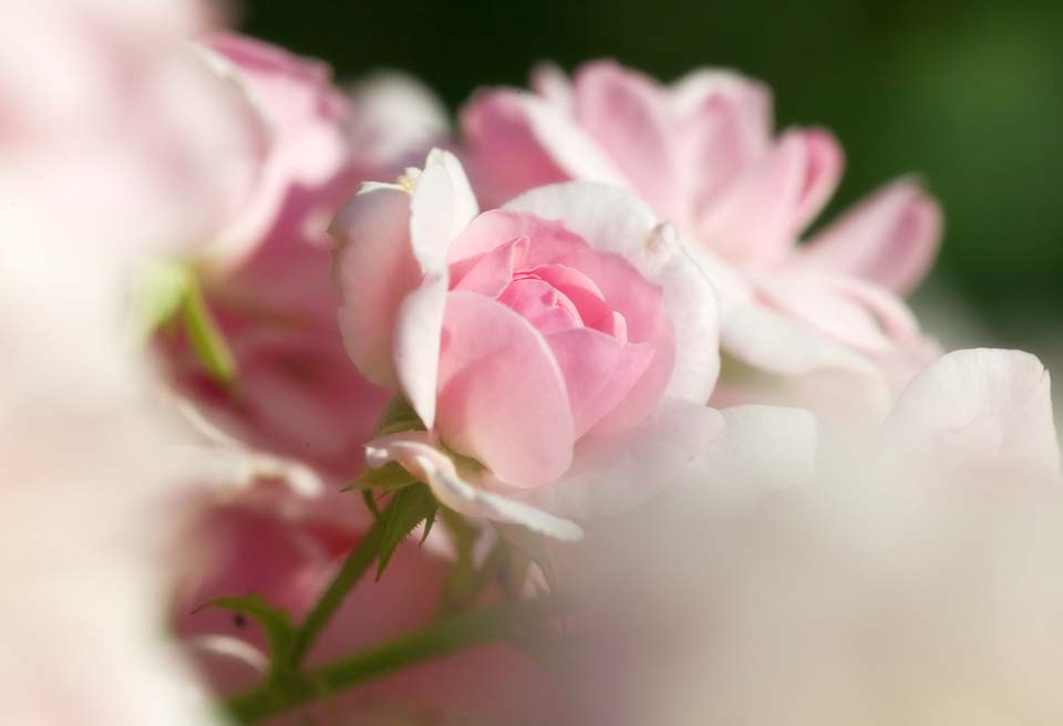 Foto, materieel, vrij, landschap, schilderstuk, bevoorraden foto,Een rose kwam op, Kwam, , , 