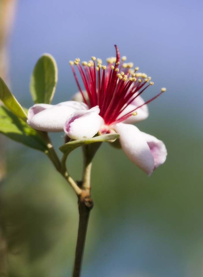 Foto, materieel, vrij, landschap, schilderstuk, bevoorraden foto,Feijoa, Feijoa, , Dij, Ananas guava