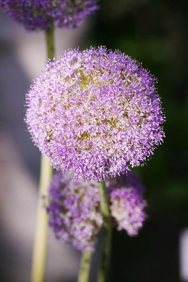 Foto, materiell, befreit, Landschaft, Bild, hat Foto auf Lager,Allium, Rosa, allium, , 