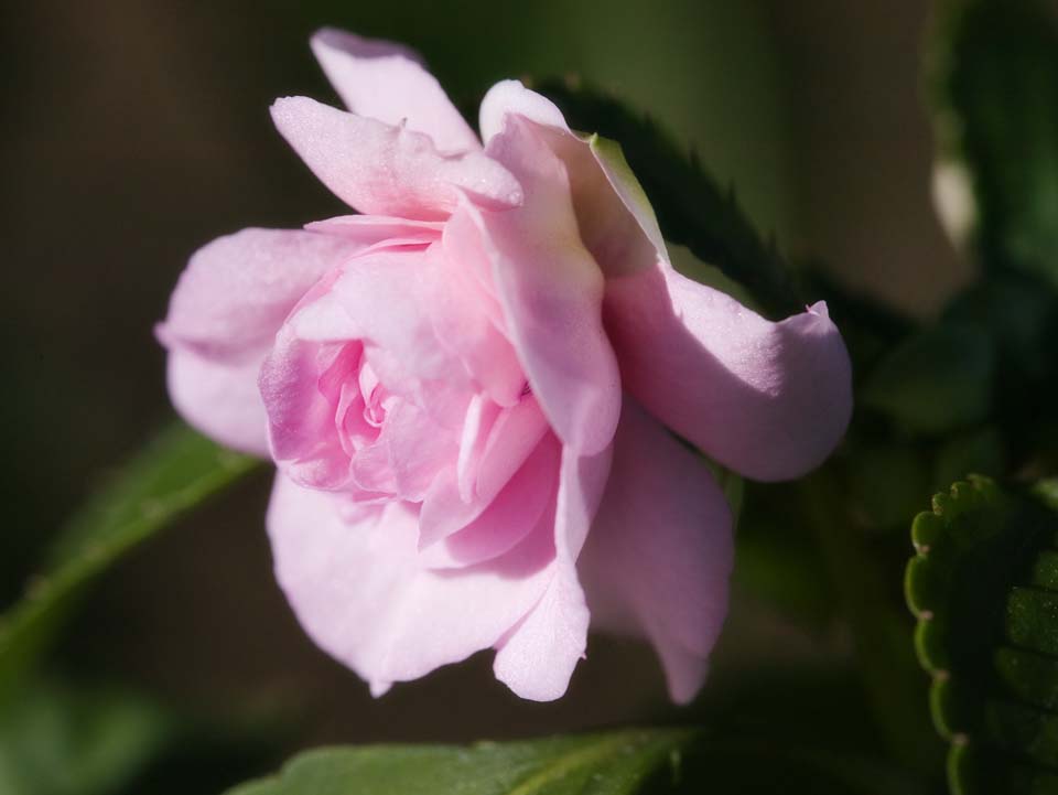 photo,material,free,landscape,picture,stock photo,Creative Commons,Spring of a begonia, begonia, Pink, Yae, 