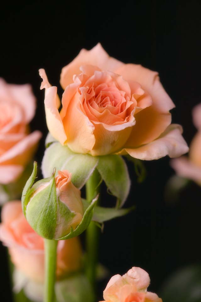 photo,material,free,landscape,picture,stock photo,Creative Commons,A rose of an orange, orange, rose, , 