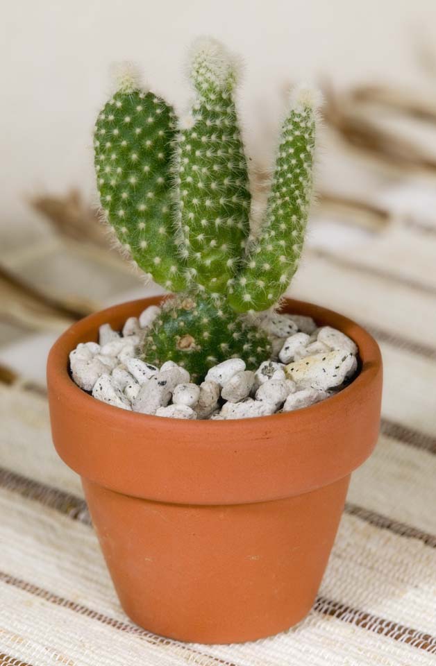 foto,tela,gratis,paisaje,fotografa,idea,Una minifalda - cactus, , Planta en maceta, Estoy sin esmaltar, 