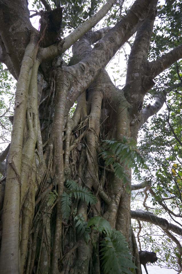 foto,tela,gratis,paisaje,fotografa,idea,Un rbol provinciano del sur, Paciencia, Corteza, La corteza, 