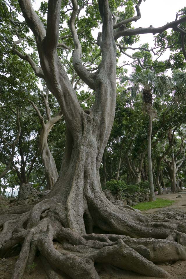 photo, la matire, libre, amnage, dcrivez, photo de la rserve,Un arbre de pays du sud, cortex, arbre, L'aboiement, 