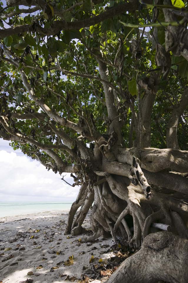 fotografia, materiale, libero il panorama, dipinga, fotografia di scorta,Un albero di paese meridionale, Patience, corteccia, L'abbaio, 