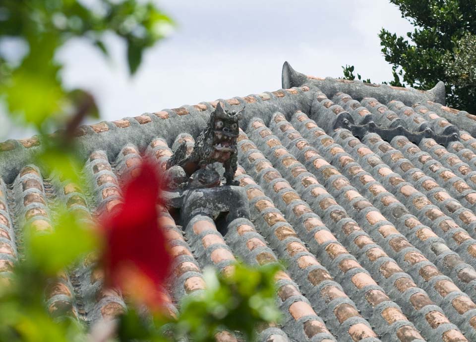 photo,material,free,landscape,picture,stock photo,Creative Commons,Sea Sir and a hibiscus, roof tile, flower, SeSir, 