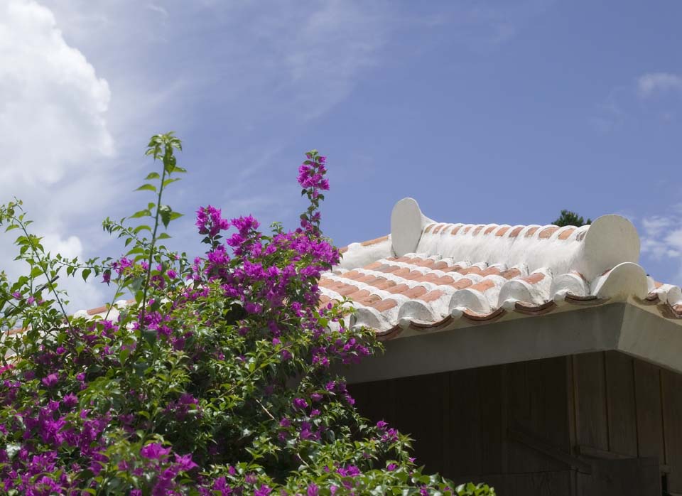 Foto, materiell, befreit, Landschaft, Bild, hat Foto auf Lager,Ein bougainvillaea und ein Dach, Dach, Das Pflaster, Ziegel, 