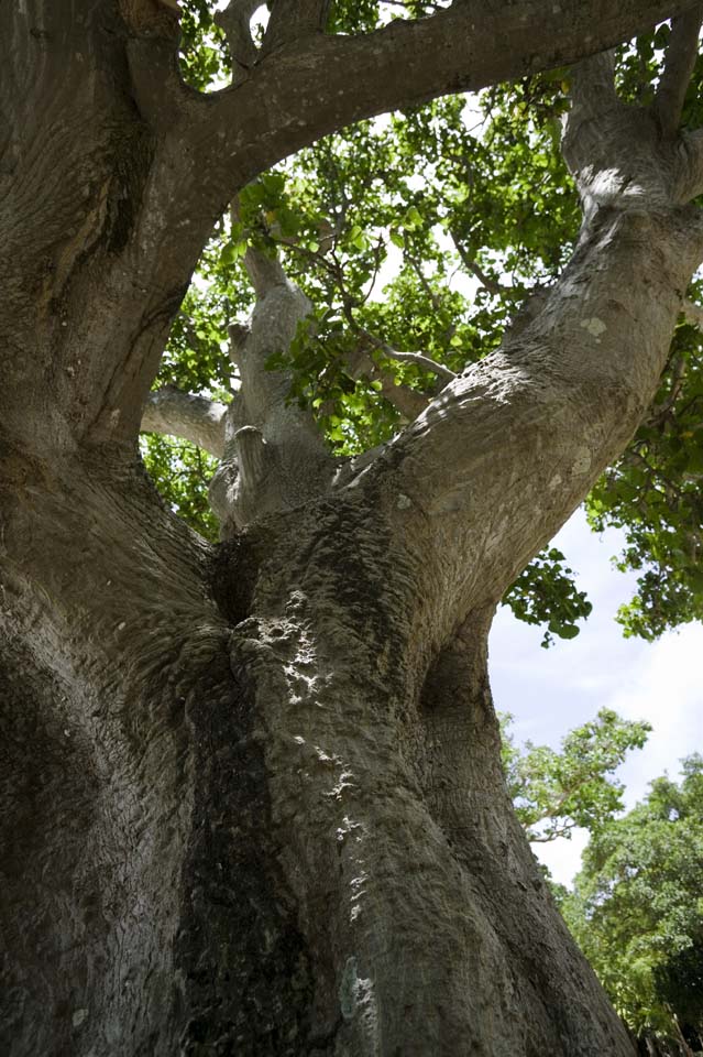 photo,material,free,landscape,picture,stock photo,Creative Commons,A southern country tree, The bark, Sunlight, , 