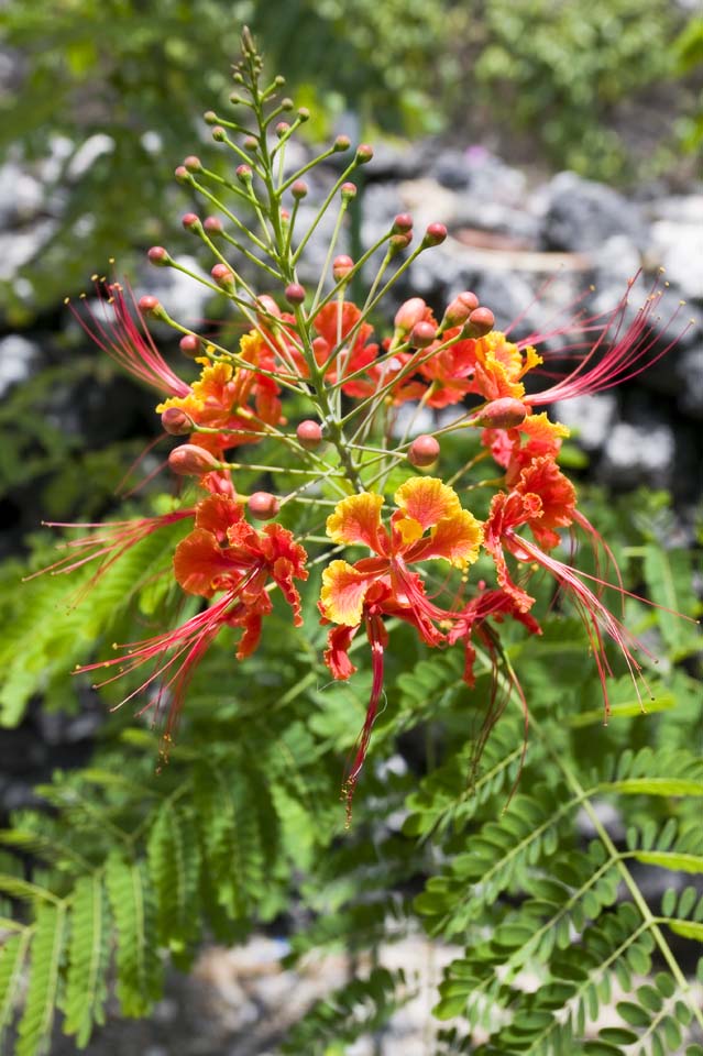 Foto, materiell, befreit, Landschaft, Bild, hat Foto auf Lager,Eine sdliche Landblume, orangefarben, , , 