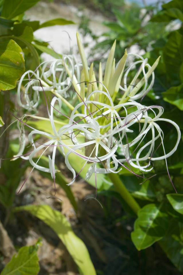 fotografia, materiale, libero il panorama, dipinga, fotografia di scorta,Un crinum, , crinum, , 