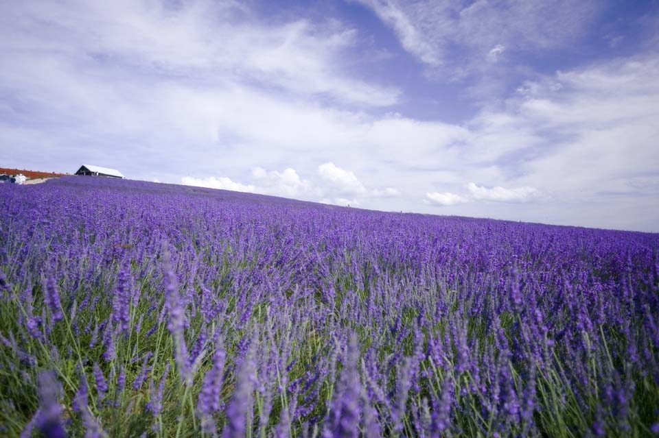 Foto, materiell, befreit, Landschaft, Bild, hat Foto auf Lager,Ein Lavendel, Lavendel, Blumengarten, Bluliches Violett, Herb