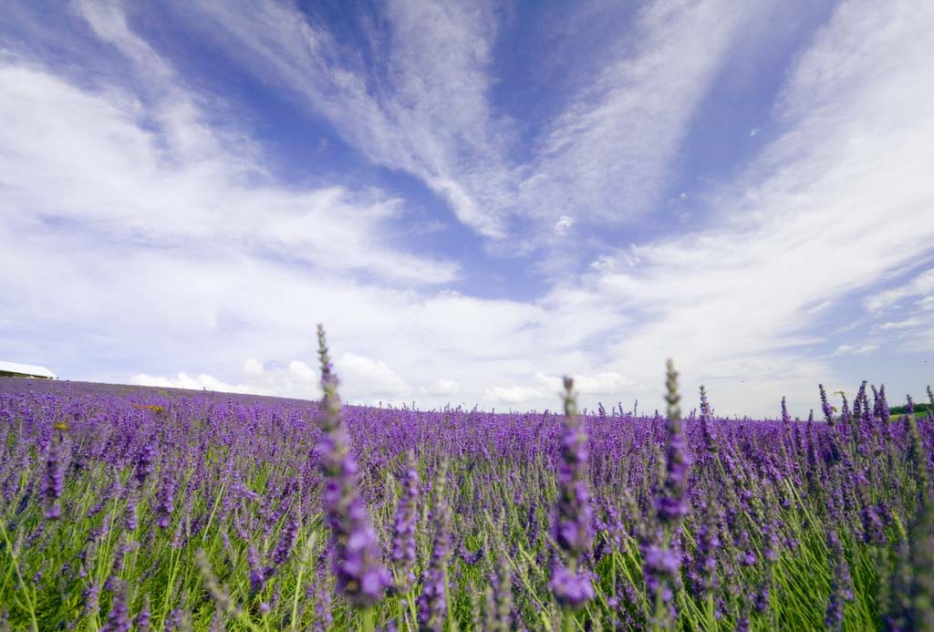 Foto, materieel, vrij, landschap, schilderstuk, bevoorraden foto,Ene lavendelblauw, Lavendelblauw, Bloementuin, Blauwige viooltje, Kruid