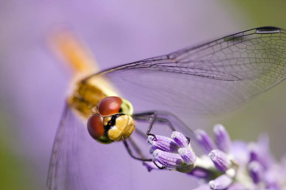 Foto, materieel, vrij, landschap, schilderstuk, bevoorraden foto,Het is een libelle naar een lavendelblauw, Libelle, , , Veren