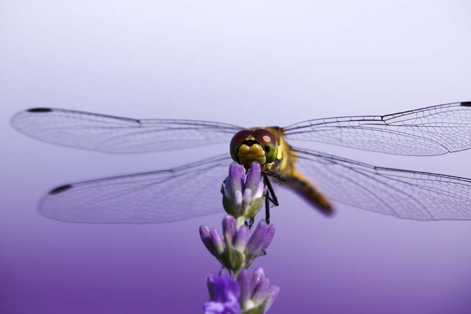 fotografia, materiale, libero il panorama, dipinga, fotografia di scorta, una libellula ad una lavanda, libellula, , , penna