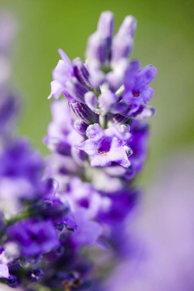 fotografia, material, livra, ajardine, imagine, proveja fotografia,Uma lavanda, lavanda, jardim de flor, Violeta azulada, Herb