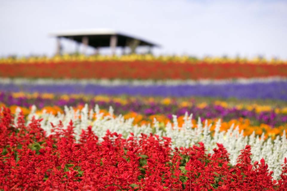 Foto, materieel, vrij, landschap, schilderstuk, bevoorraden foto,Een bloementuin, Wijze, Bloementuin, Blauwige viooltje, Rood