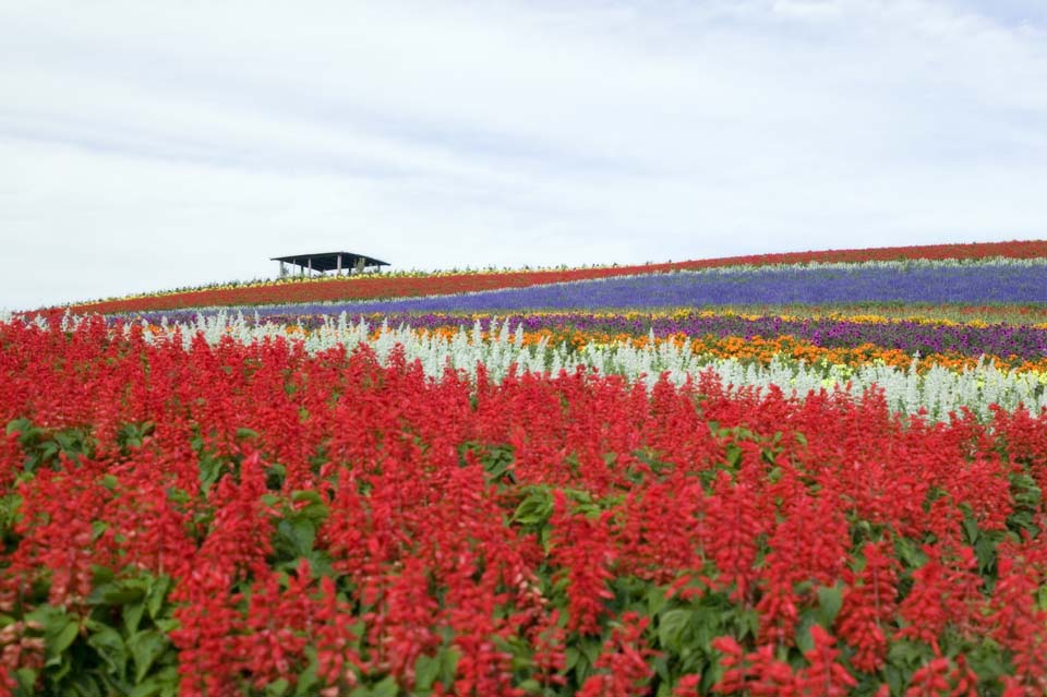 Foto, materiell, befreit, Landschaft, Bild, hat Foto auf Lager,Ein Blumengarten, Weise, Blumengarten, Bluliches Violett, Rot