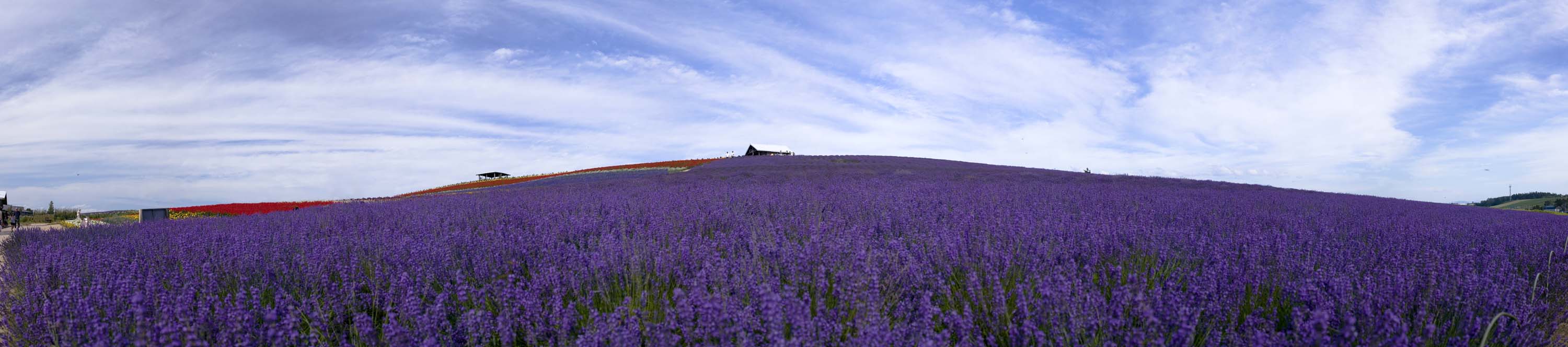 photo, la matire, libre, amnage, dcrivez, photo de la rserve,Champ lavande vue entire, lavande, jardin de la fleur, Violette bleutre, Herb