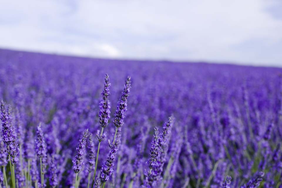 fotografia, materiale, libero il panorama, dipinga, fotografia di scorta,Un campo color lavanda, lavanda, giardino floreale, Violetta bluastra, Herb