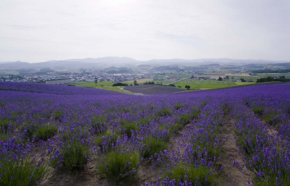 Foto, materieel, vrij, landschap, schilderstuk, bevoorraden foto,Een lavendelblauwe veld, Lavendelblauw, Bloementuin, Blauwige viooltje, Kruid