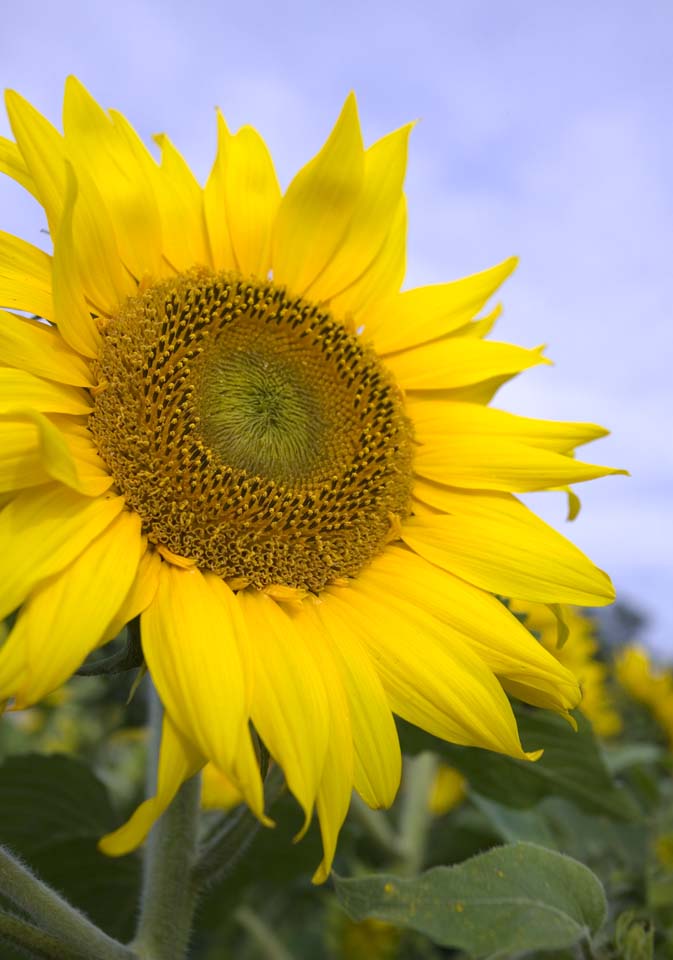 Foto, materieel, vrij, landschap, schilderstuk, bevoorraden foto,Een waardige zonnebloem, Zonnebloem, , , Geel