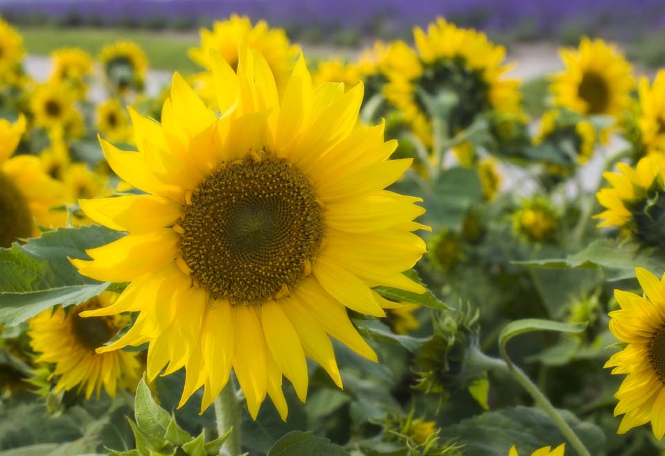 photo,material,free,landscape,picture,stock photo,Creative Commons,A sunflower field, sunflower, , , Yellow