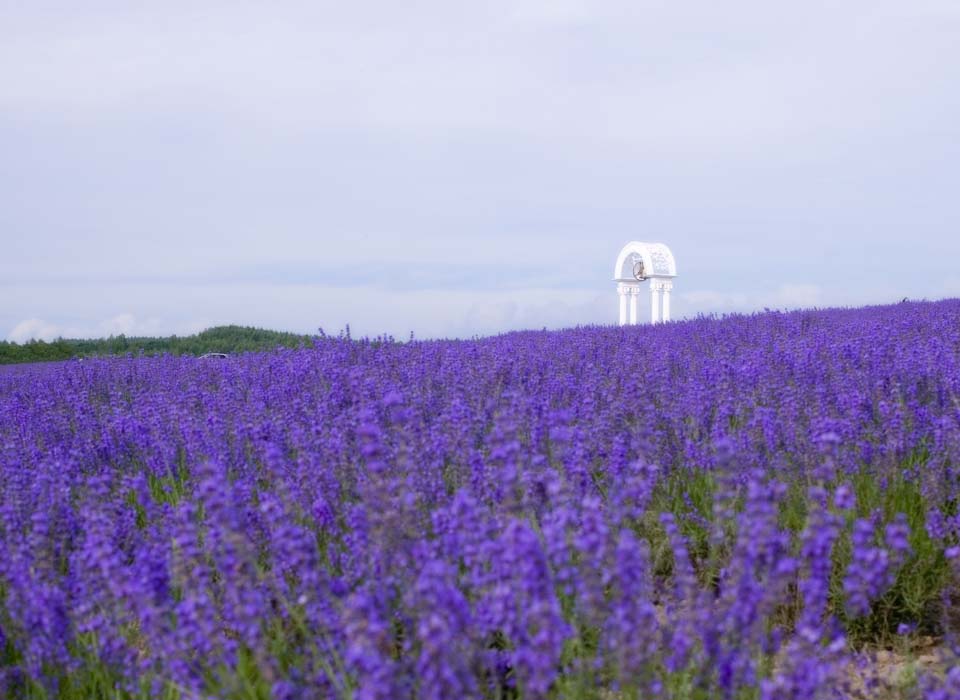 Foto, materieel, vrij, landschap, schilderstuk, bevoorraden foto,Het is een klokje binnen lavendelblauwe veld, Lavendelblauw, Bloementuin, Blauwige viooltje, Kruid