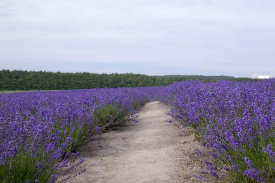 Foto, materieel, vrij, landschap, schilderstuk, bevoorraden foto,Een weg van een lavendelblauwe veld, Lavendelblauw, Bloementuin, Blauwige viooltje, Kruid