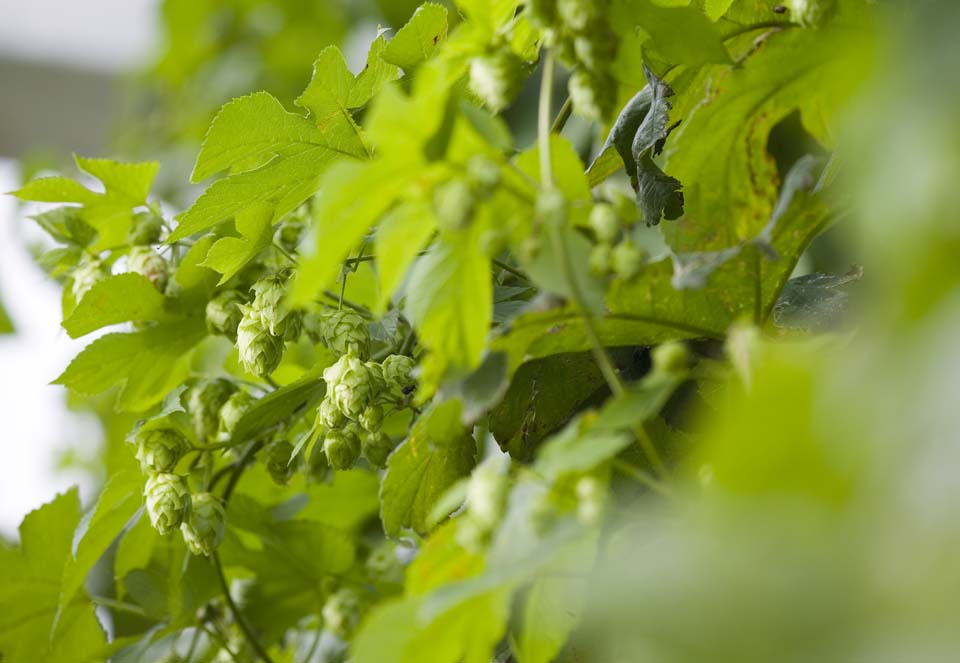 photo,material,free,landscape,picture,stock photo,Creative Commons,A hop, hop, Beer, , BEER