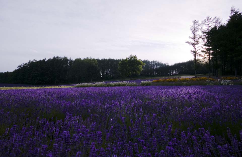 Foto, materiell, befreit, Landschaft, Bild, hat Foto auf Lager,Ein Lavendelfeld der Dmmerung, Lavendel, Blumengarten, Bluliches Violett, Herb