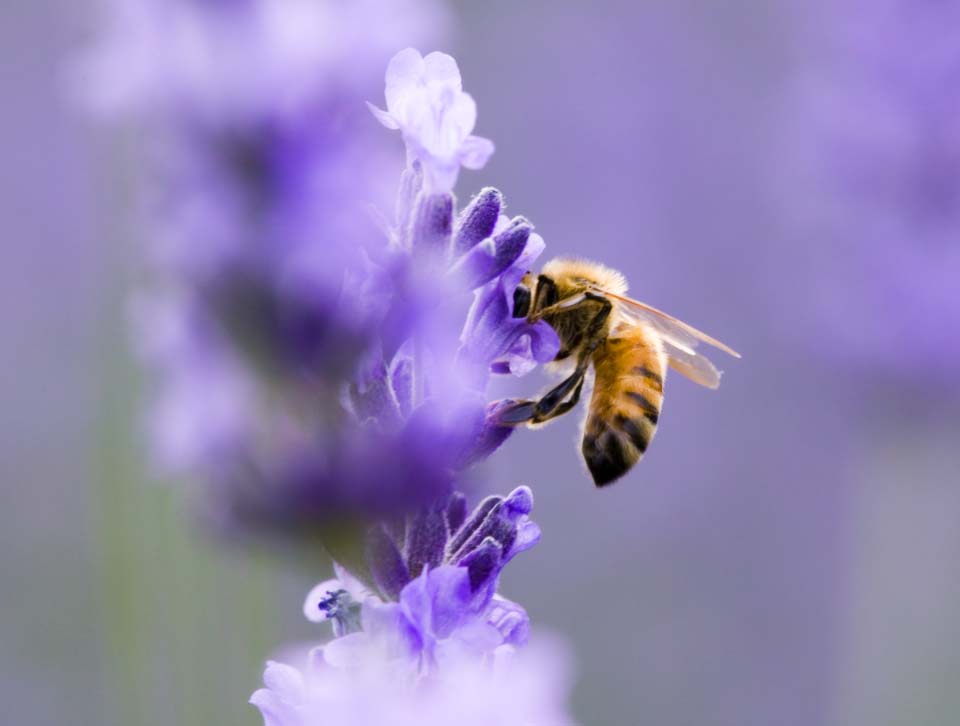 foto,tela,gratis,paisaje,fotografa,idea,Es una abeja a una lavanda, Lavanda, , Abeja, 