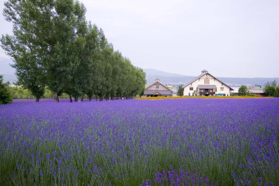 fotografia, materiale, libero il panorama, dipinga, fotografia di scorta,Un campo color lavanda, lavanda, giardino floreale, Violetta bluastra, Herb