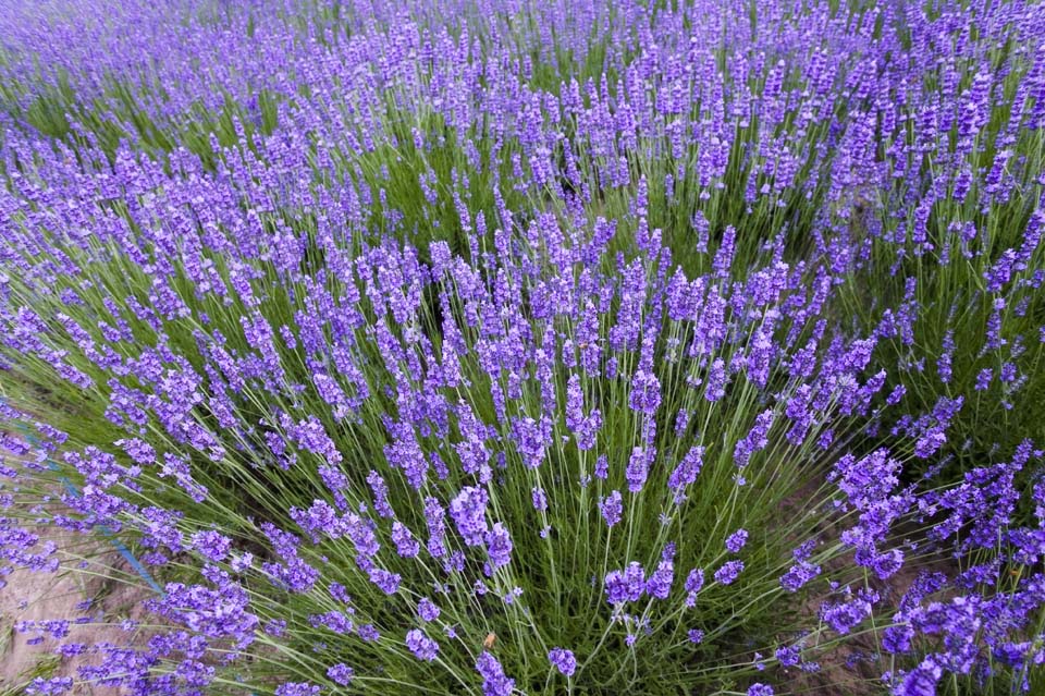 Foto, materieel, vrij, landschap, schilderstuk, bevoorraden foto,Een lavendelblauwe veld, Lavendelblauw, Bloementuin, Blauwige viooltje, Kruid
