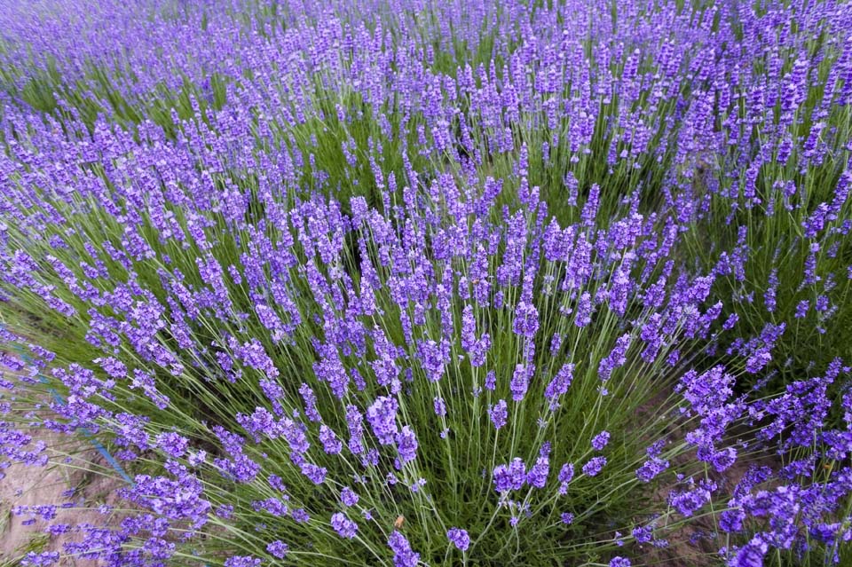 fotografia, material, livra, ajardine, imagine, proveja fotografia,Um campo de lavanda, lavanda, jardim de flor, Violeta azulada, Herb