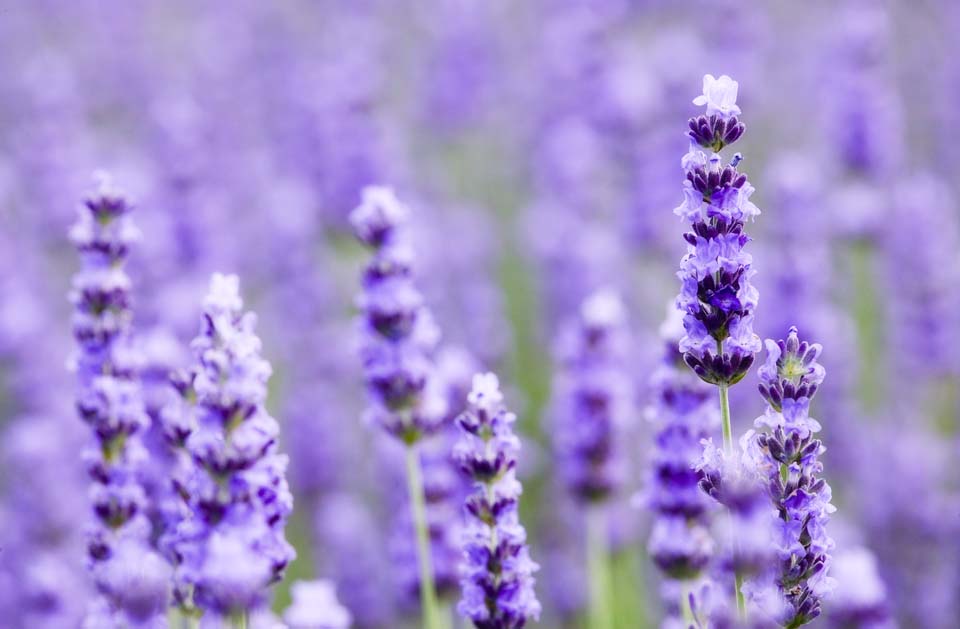 foto,tela,gratis,paisaje,fotografa,idea,Un campo lila, Lavanda, Jardn de flores, Violeta azulada, Herb