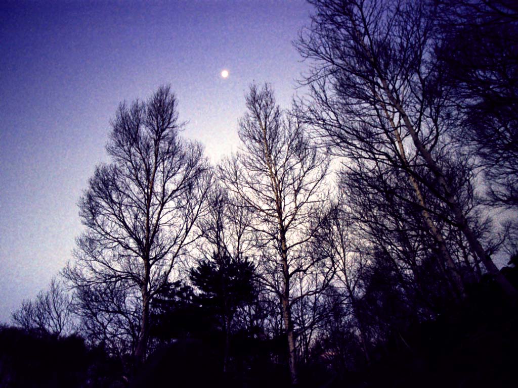 Yun бесплатные фото фонда. : No. 312 Утренняя луна дерева. [Япония. /  Префектура нагано.]