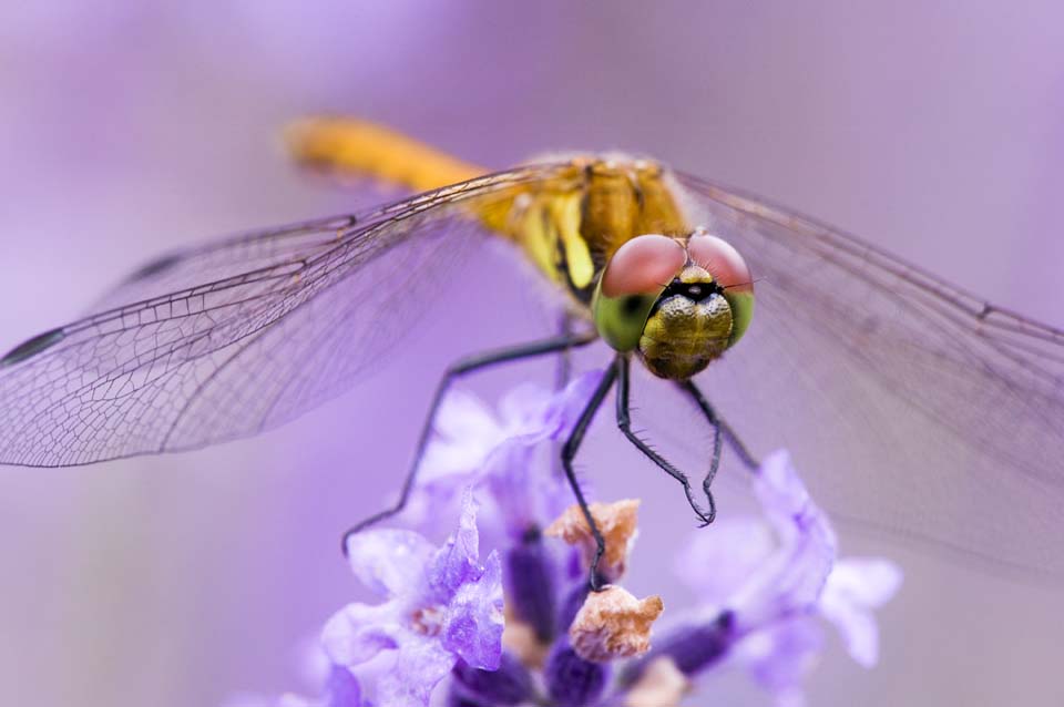 fotografia, material, livra, ajardine, imagine, proveja fotografia, uma liblula a uma lavanda, liblula, , , pena