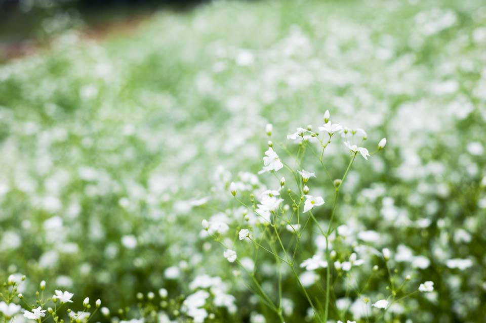 photo,material,free,landscape,picture,stock photo,Creative Commons,A babies'-breath field, babies'-breath, Haze grass, Kasumi grass, I seem to be veiled