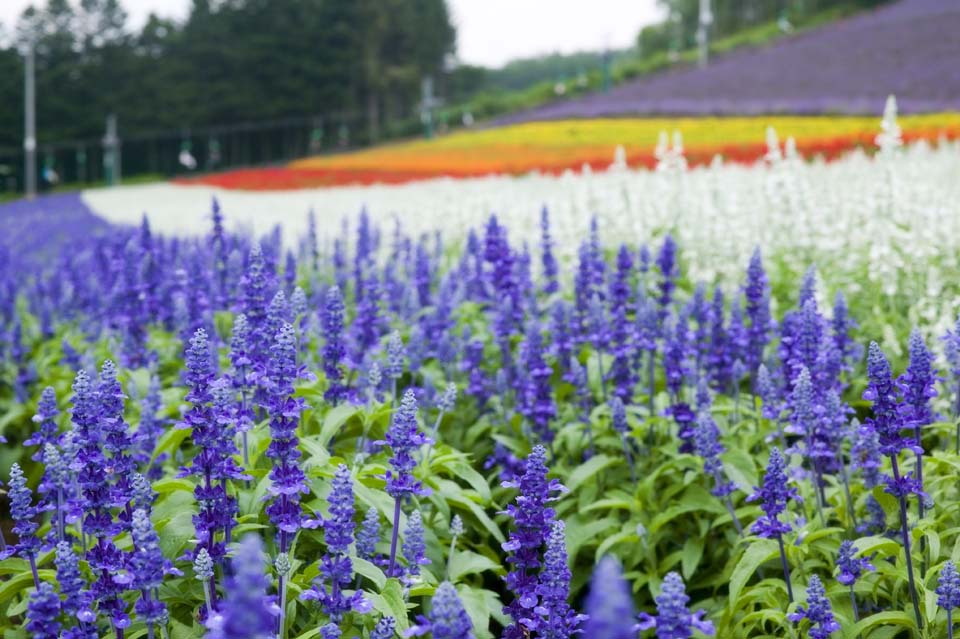 foto,tela,gratis,paisaje,fotografa,idea,Un sabio azul, Salvia azul, , El gnero de salvia, Violeta azulada