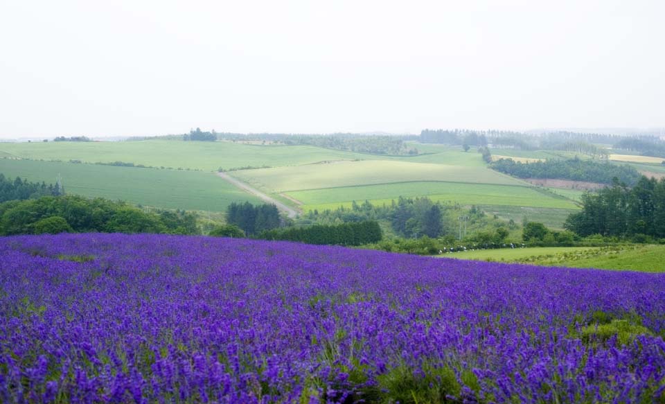 fotografia, material, livra, ajardine, imagine, proveja fotografia,Um campo de lavanda, lavanda, jardim de flor, Violeta azulada, Herb