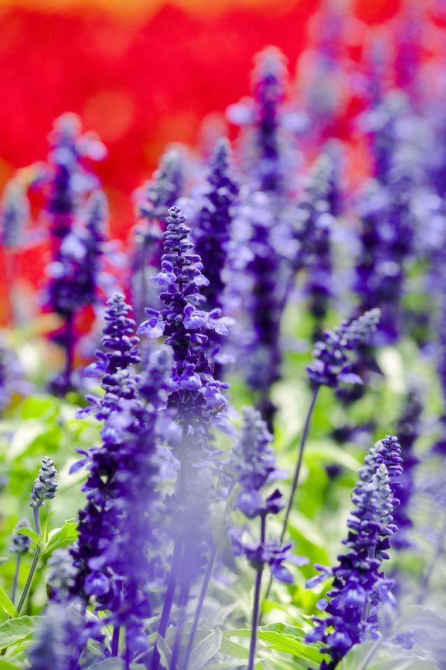 Foto, materiell, befreit, Landschaft, Bild, hat Foto auf Lager,Ein blauer Weise, Lavendel, Blumengarten, Bluliches Violett, Herb