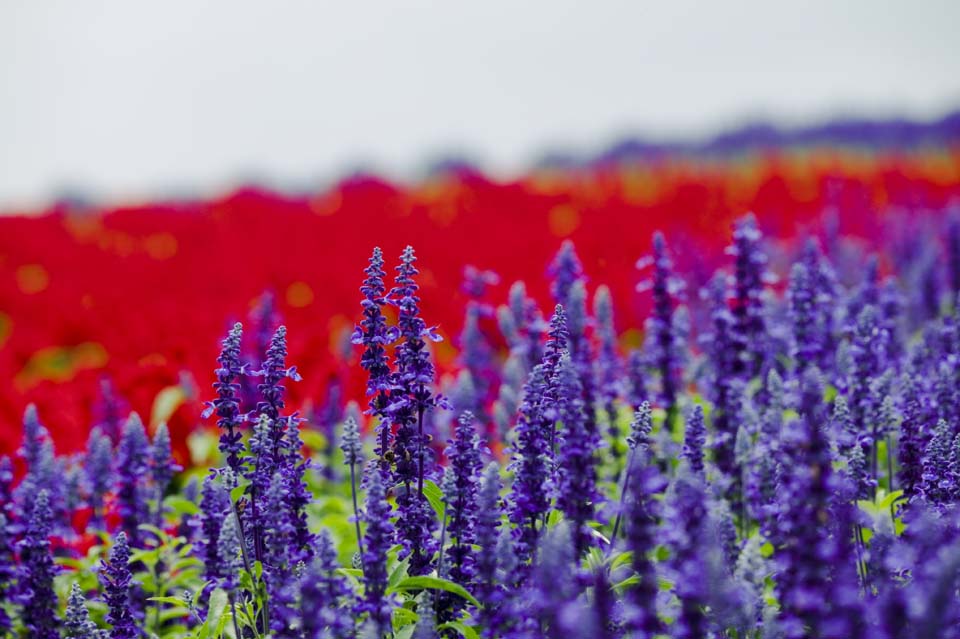 photo, la matire, libre, amnage, dcrivez, photo de la rserve,Un sage bleu, lavande, jardin de la fleur, Violette bleutre, Herb