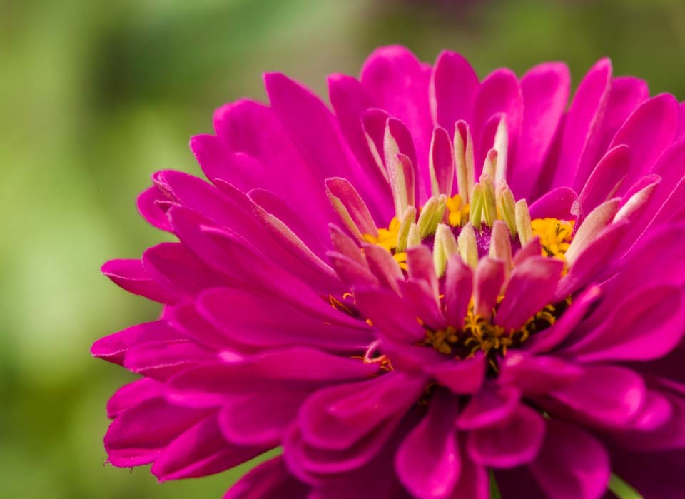 foto,tela,gratis,paisaje,fotografa,idea,Un zinnia, Zinnia, Rojo purpreo, Ptalo, Flor