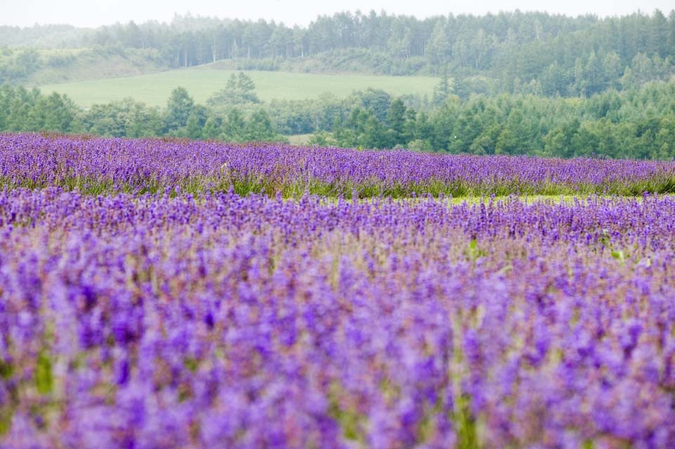 fotografia, materiale, libero il panorama, dipinga, fotografia di scorta,Un campo color lavanda, lavanda, giardino floreale, Violetta bluastra, Herb