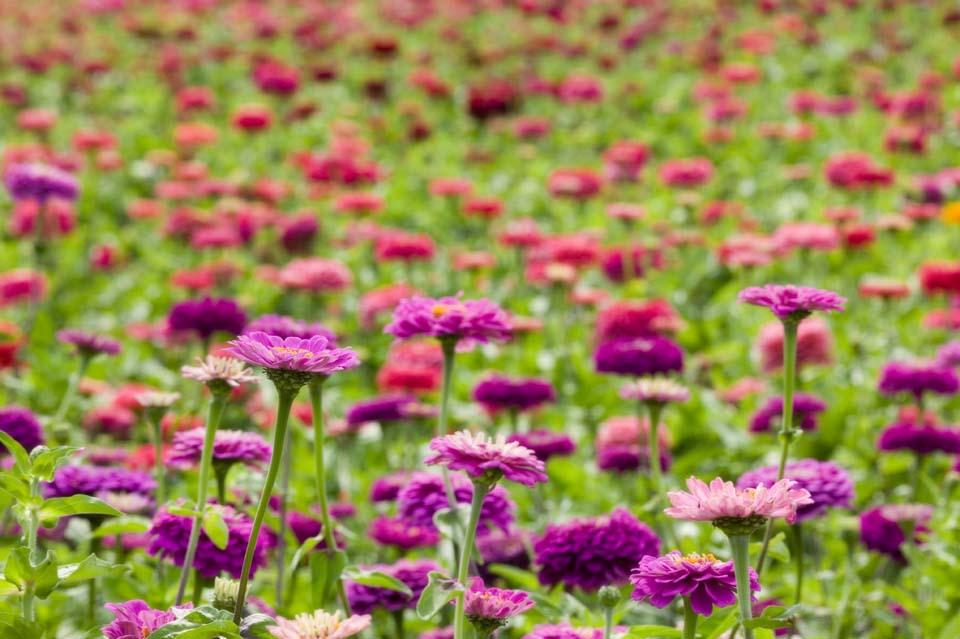 Foto, materieel, vrij, landschap, schilderstuk, bevoorraden foto,Een zinnia, Zinnia, Paarsachtig rood, Kroonblad, Bloem