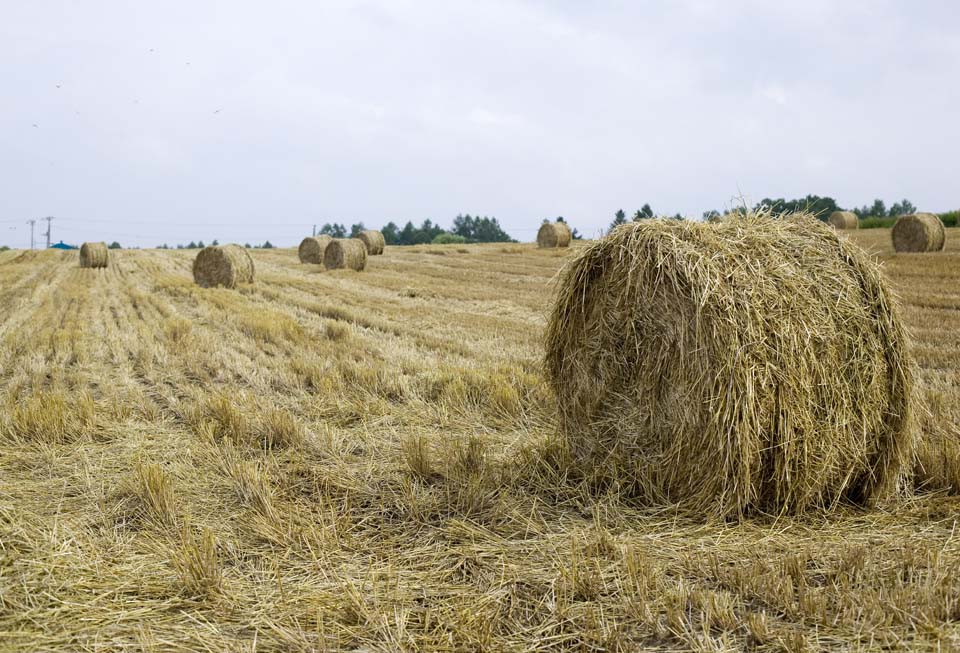 photo, la matire, libre, amnage, dcrivez, photo de la rserve,Un rouleau d'herbe, rouleau d'herbe, Paille, , Alimentation