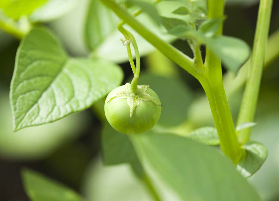 Foto, materiell, befreit, Landschaft, Bild, hat Foto auf Lager,Eine Frucht einer Kartoffel, Kartoffel, Frucht, Ich bin grn, 